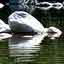 Les roches de granite charries par le Chassezac se refltent dans les eaux cristalines