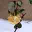 Une rose gele dans le  clotre St Martial