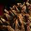 Fruit de Tagua Mazorca dont les graines sont de l'ivoire vgtal