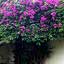 Panajachel - un bougainvilliers.