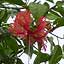 Livingston - Varit d'Hibiscus  long pistil.