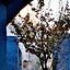 Arequipa - Santa Catalina - Cloitre bleu - cour intrieure et cuisine d'une cellule assez vaste, sans doute destine  une jeune fille de la noblesse.