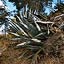 Ventanillas de Otuzco - une agave sur le site