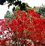 Ica - domaine viticole ou se fabrique le Pisco -  les bougainvilliers sont en fleurs