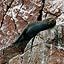 les iles Ballestas - une otarie se repose