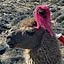 sur la route de Puno -  des lamas en troupeau