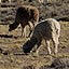 sur la route de Puno -  des lamas, alpagas en troupeau