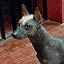 Chanchan - prs du muse, un chien sans pelage